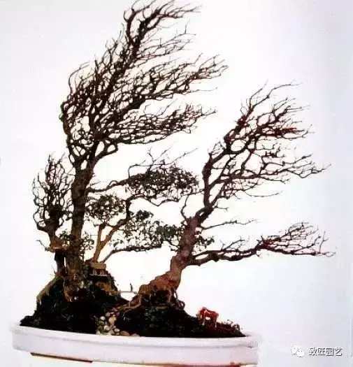 盆景欣赏难得一见的绝美盆景艺术,风萧萧兮易水寒草书