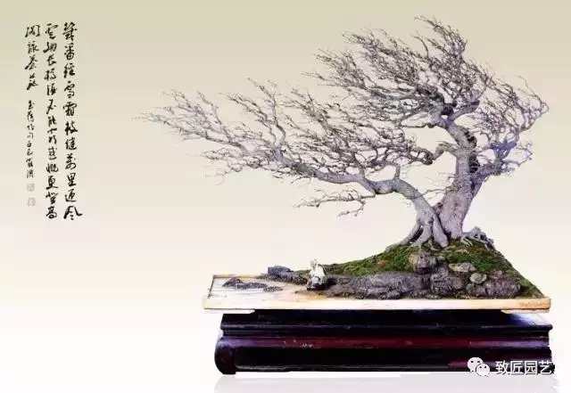 盆景欣赏难得一见的绝美盆景艺术,风萧萧兮易水寒草书