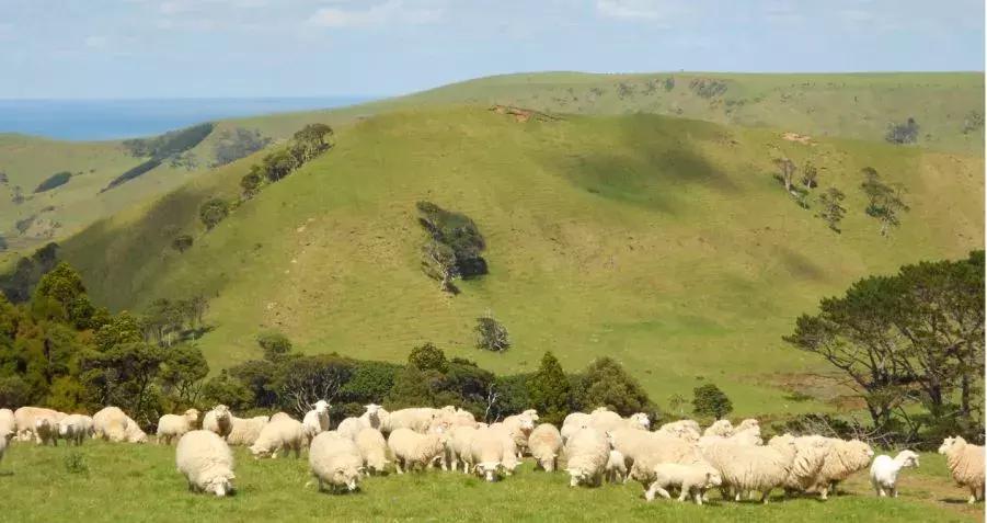 澳洲最好的抗衰老精华,平价抗皱抗衰老精华