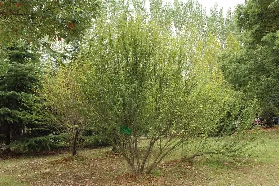 木槿，应用优势明显的乡土花木