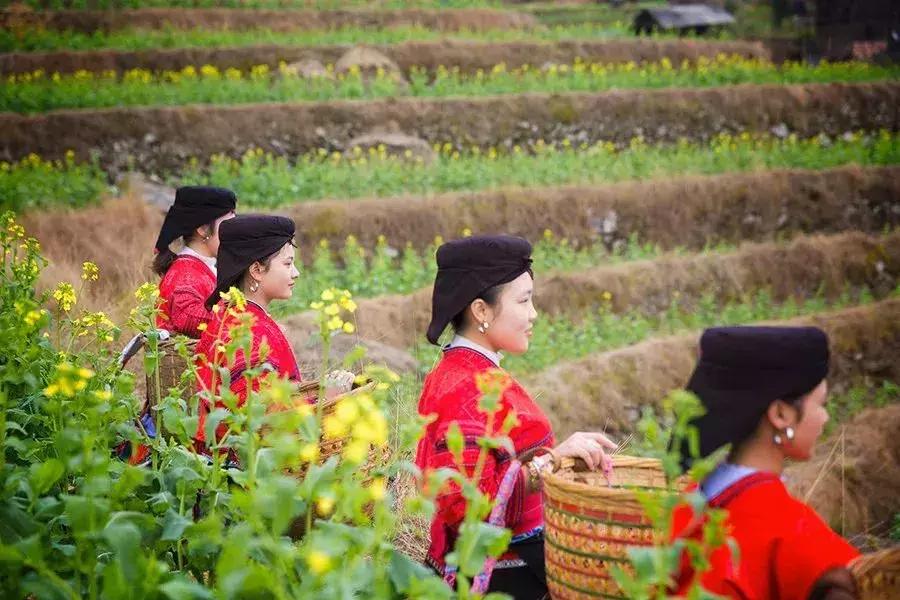 龙脊红瑶寨门票,桂林龙脊梯田门票优惠政策最新