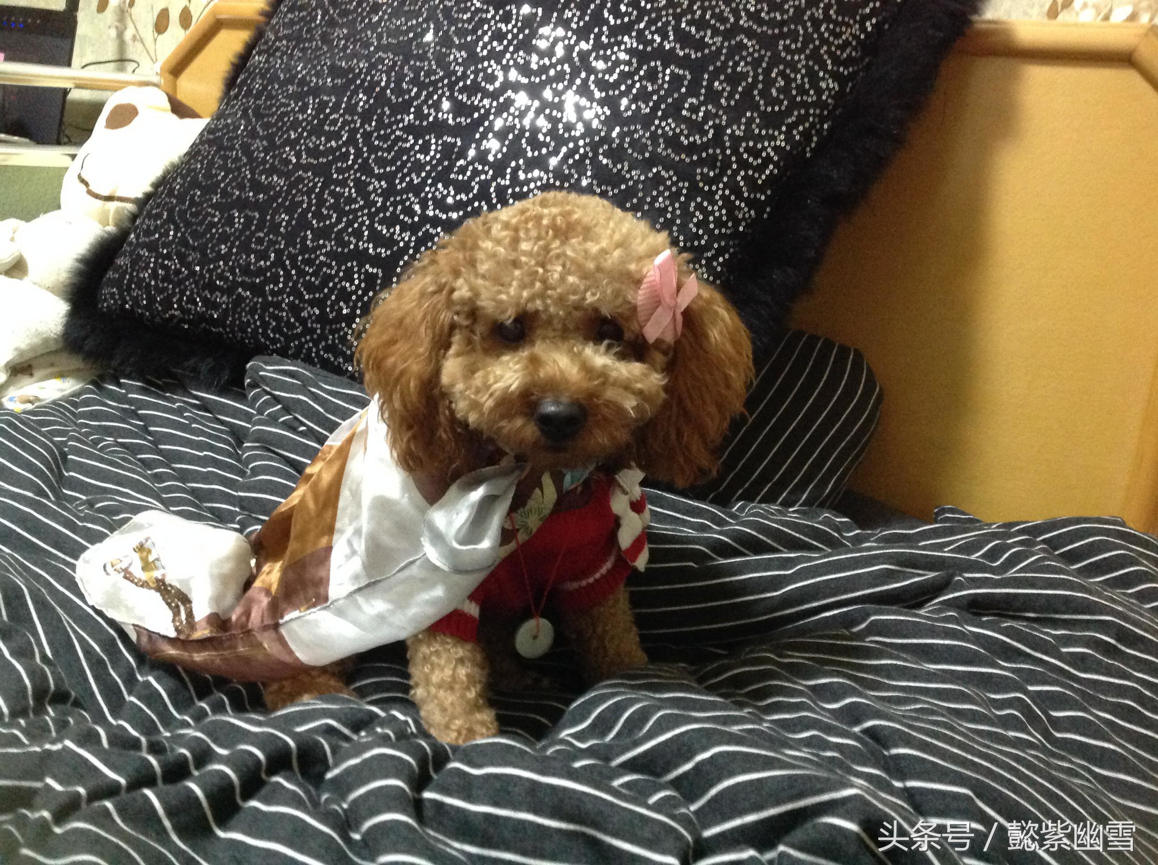 我的巧克力在哪里用英语怎么说,我的巧克力原版