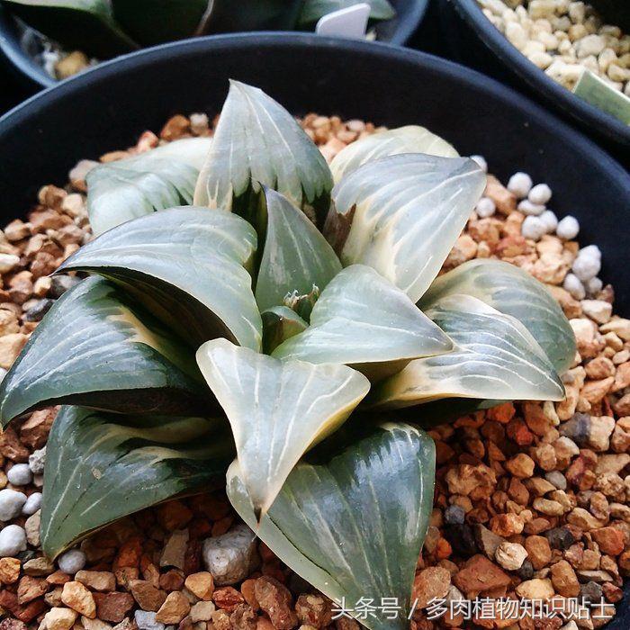 国内多肉植物圈子里的八类人，当中有你吗？