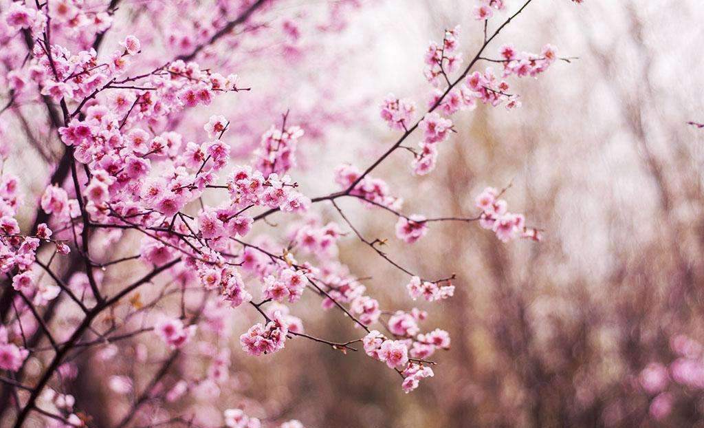 中国买不到的婚纱!Stelladelibero跳进花海的新娘,美到爆炸!