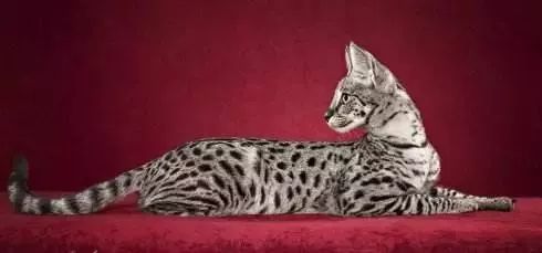 三种颜色的猫是什么品种,怎么区分猫的品种