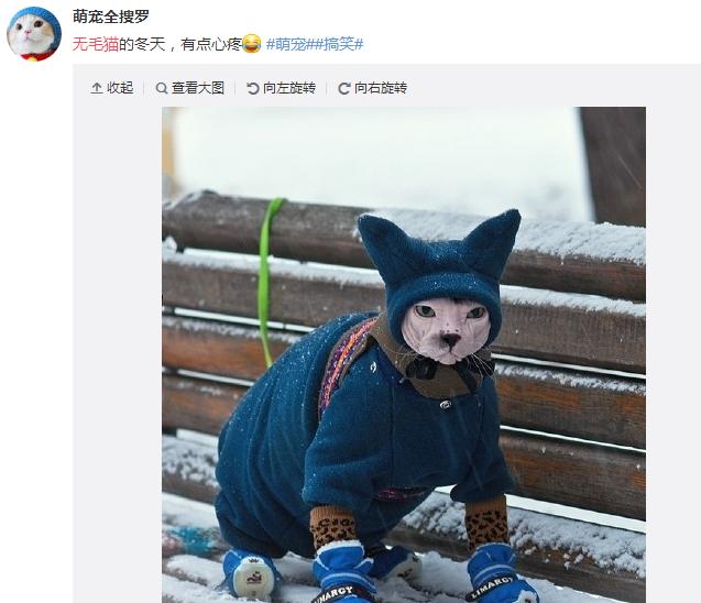 养一只无毛猫的真实感受,养一只无毛猫要多少钱