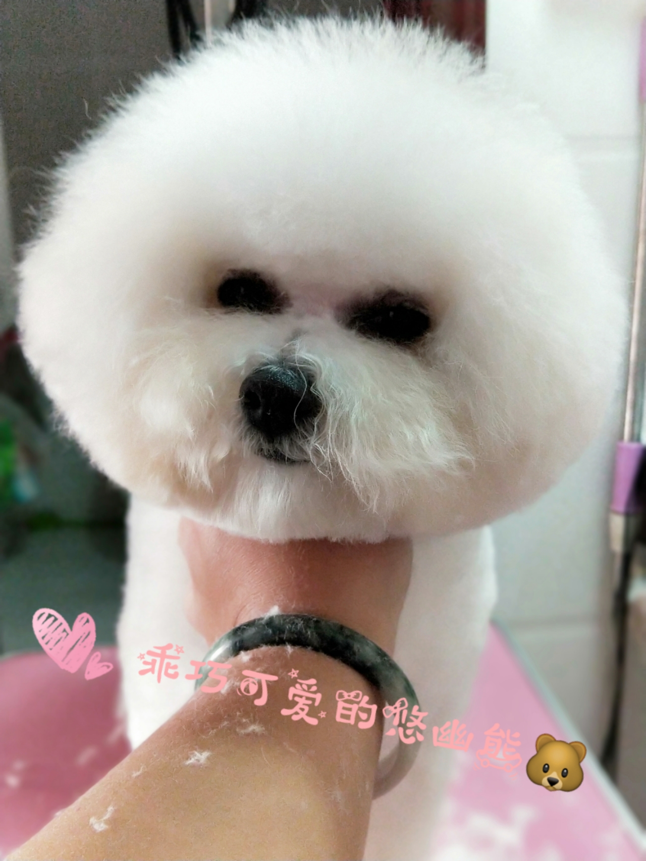 网上买狗要注意些什么,网上买狗真的不靠谱吗