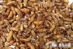 云南三只蚂蚁一道菜,云南三个蚊子一盘菜