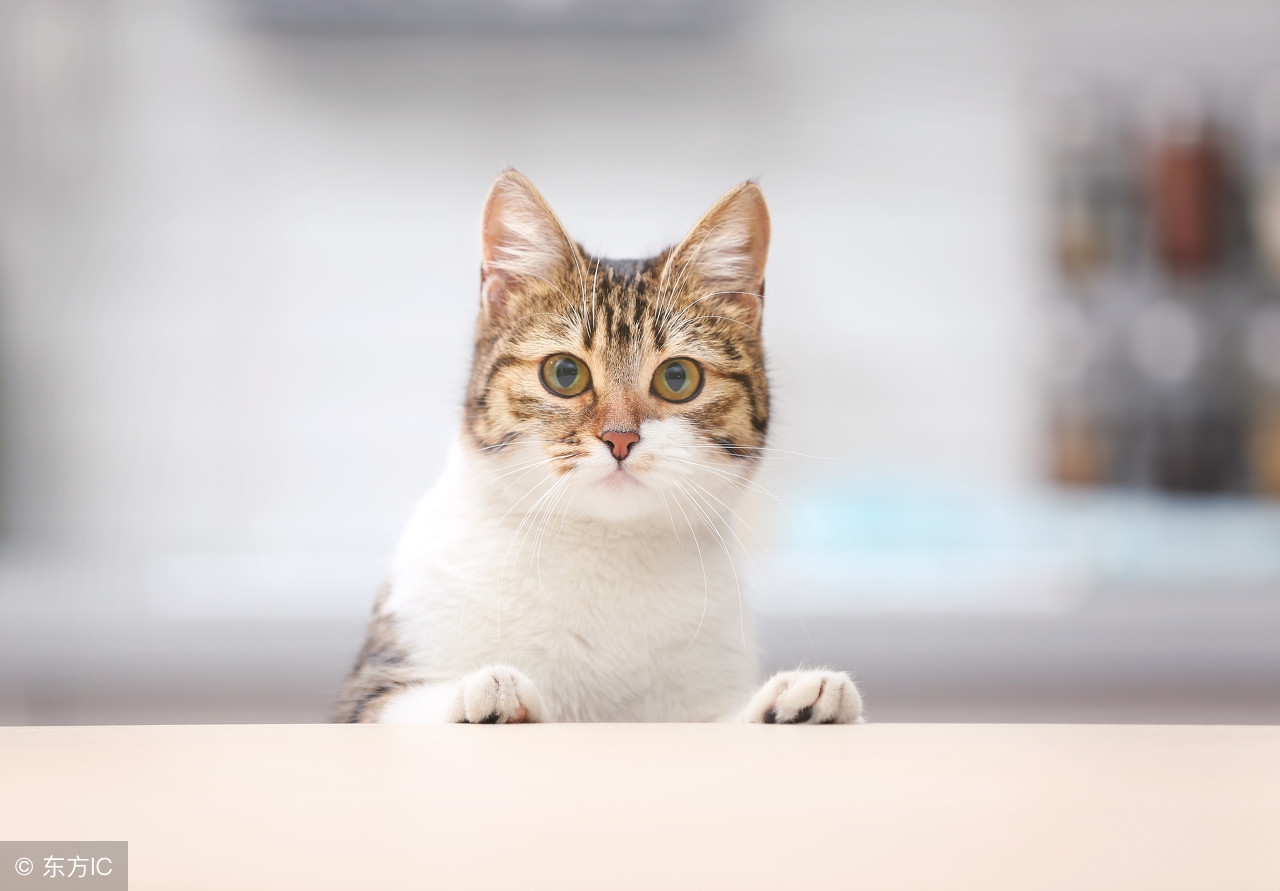 给猫咪体外驱虫正确手法跟操作,怎样给猫咪做体内外驱虫教学视频