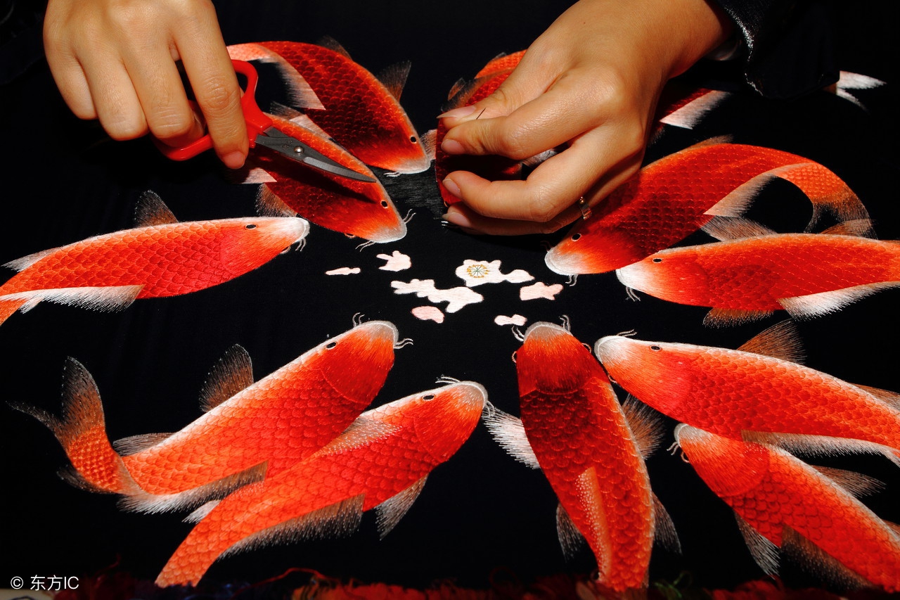 养金鱼的讲究是养单数还是双数,金鱼单数养好还是双数好