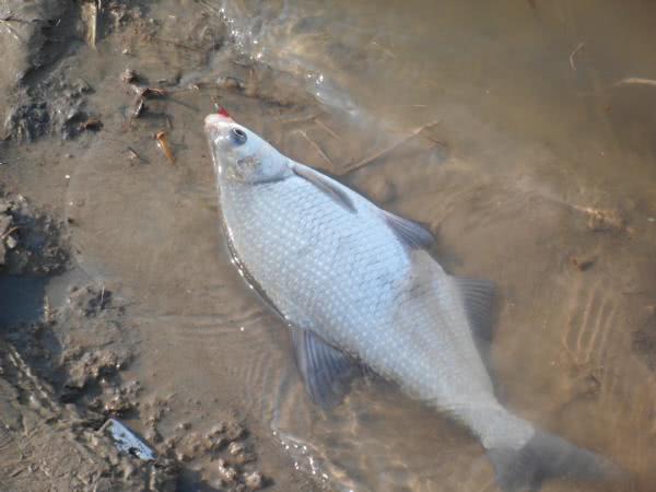 鳊鱼最爱吃什么东西,鳊鱼生活在长江哪里