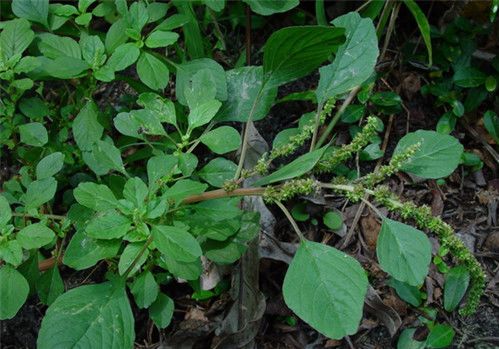 春天到了农村有什么可以吃,北方农村常见的中草药