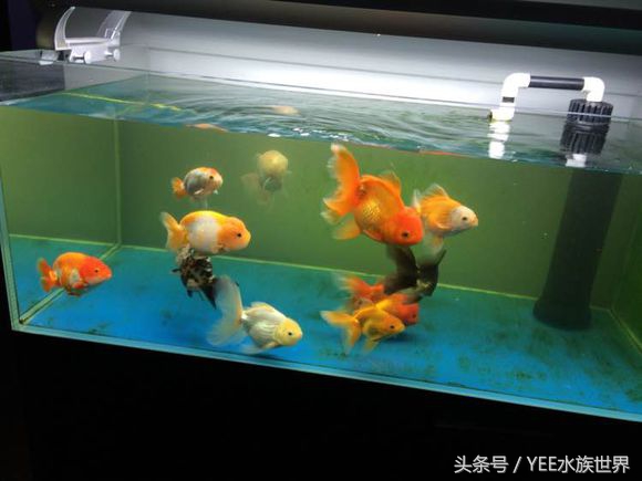 家庭养鱼有没有硝化细菌,硝化细菌为什么不能养鱼