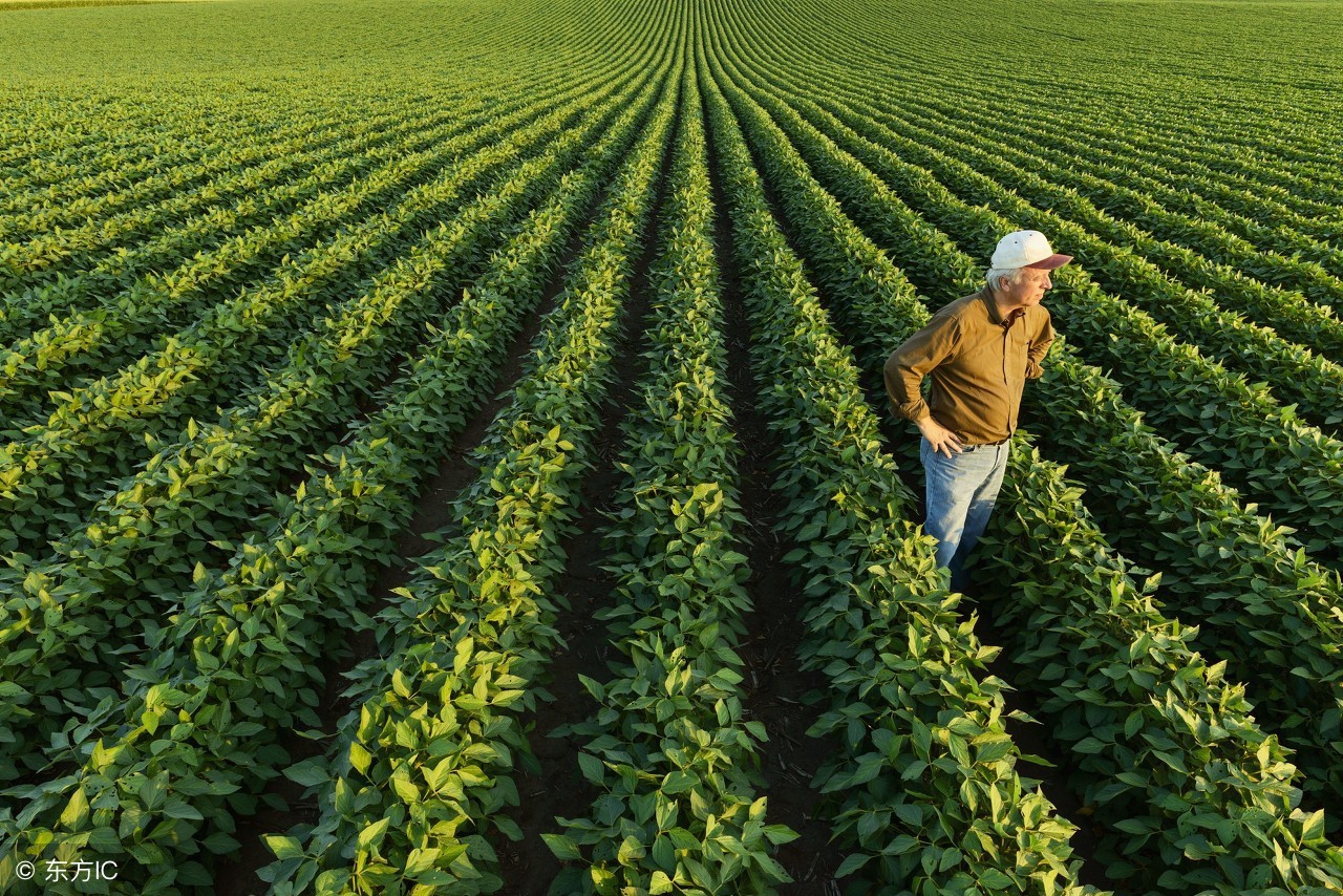 浅谈大豆,我爱农作物