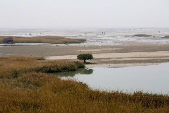 清早大叔在海边挖虫子，洗干净在餐桌上就是大补的美味