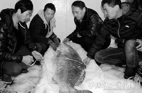 一条鱼上百万黄唇鱼,黄唇鱼身价上百万