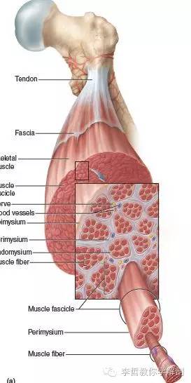 深筋膜与肌筋膜,筋膜是指哪里的筋膜