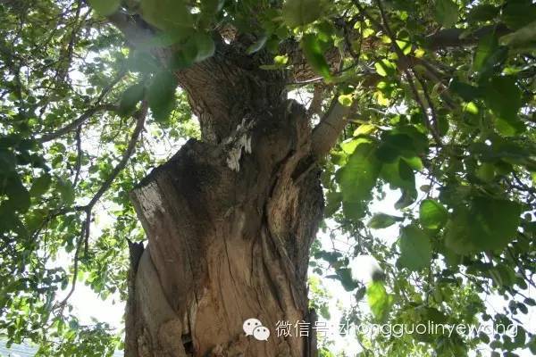 古树名木摄影作品欣赏,美丽中国评选大赛