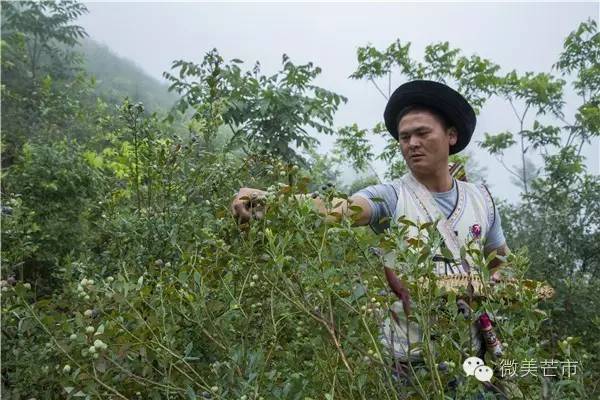 来芒市撒野‖咂蓝莓啖杨梅“二Mei”齐登场