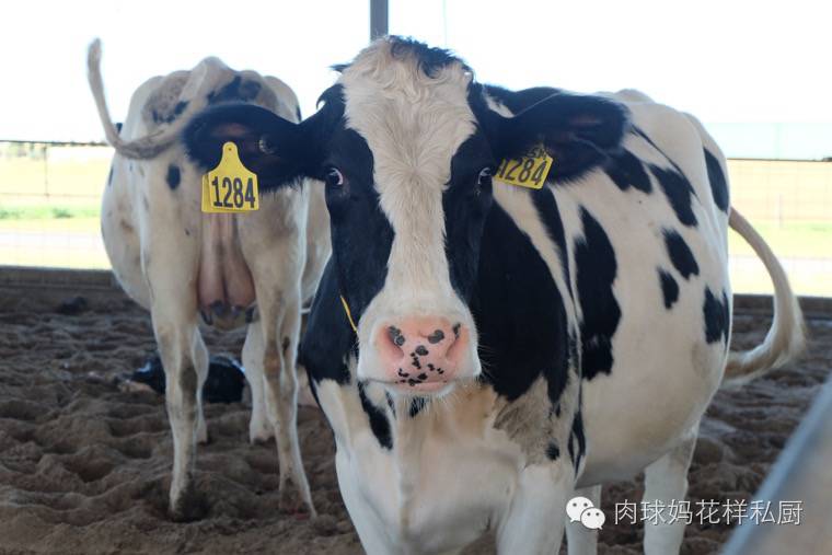 为什么说牛奶是最佳的补钙来源,为什么说牛奶是最佳补钙食物来源