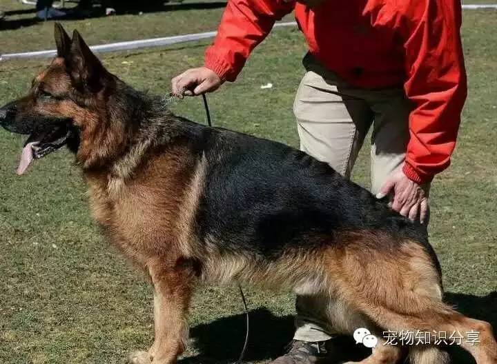 狗狗中毒症状,狗食物中毒什么表现