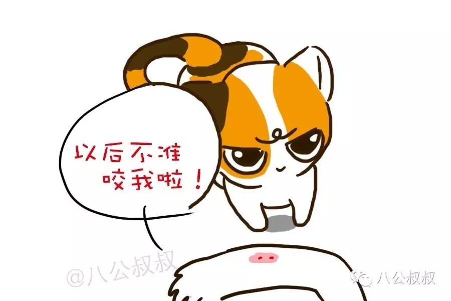 猫咪知识科普猫咪的应激反应,猫咪知识大解答