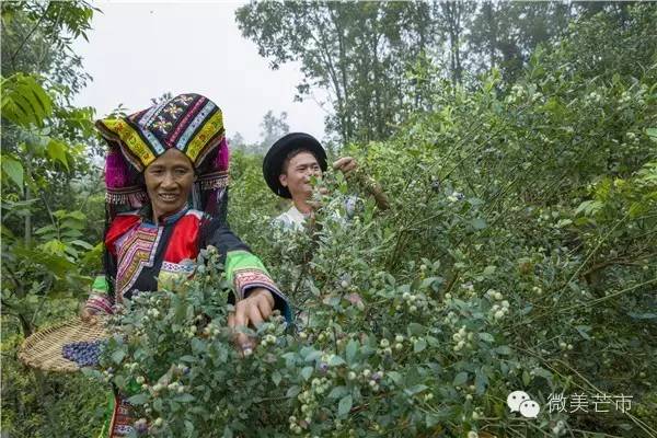 来芒市撒野‖咂蓝莓啖杨梅“二Mei”齐登场