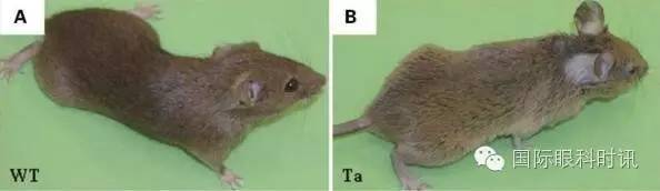 角膜会2016李炜教授:EDA基因突变鼠:一种新的睑板腺功能障碍相关性干眼动物模型