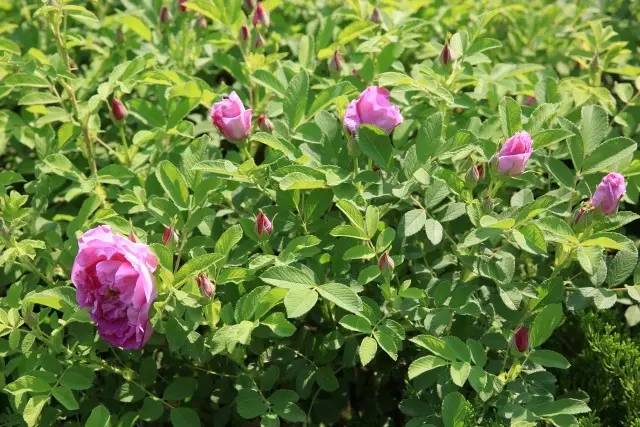 爬墙玫瑰月季与蔷薇区别,怎样区分蔷薇月季玫瑰