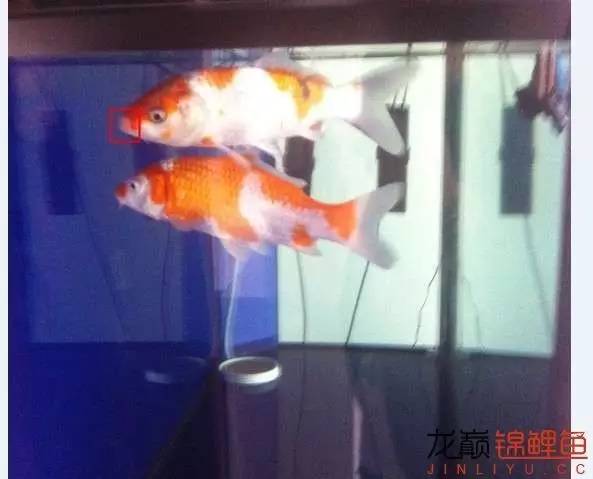 锦鲤治疗烂身烂尾烂嘴全过程,锦鲤烂嘴可以用土霉素吗