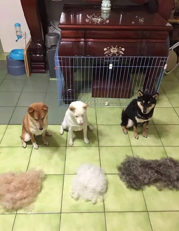 满房间都是猫毛怎么办,满屋子全是猫毛