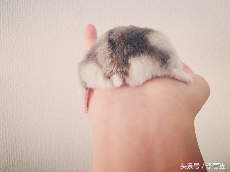 又可爱又会飞又很萌的小仓鼠,小仓鼠可爱的时候有多可爱