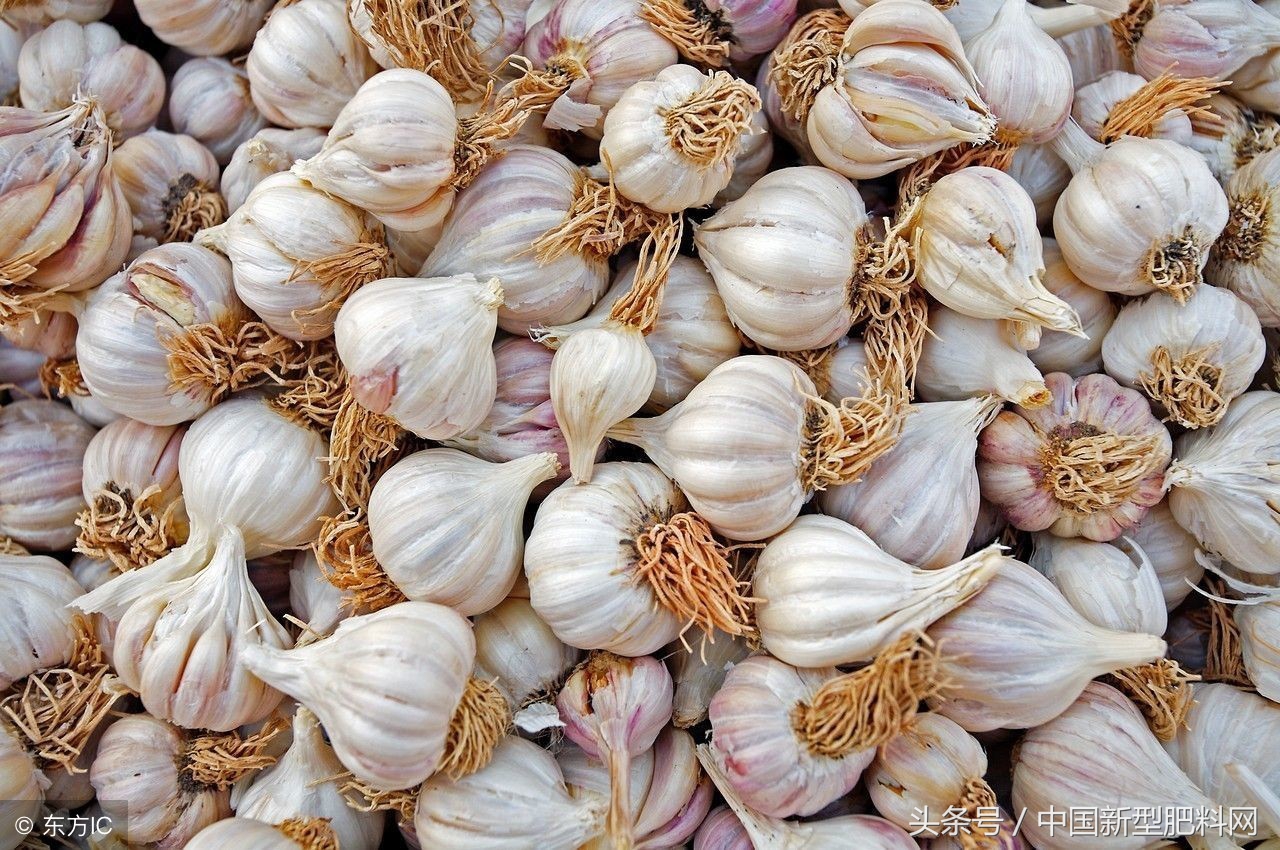 3月6日全国各地大蒜最新价格行情