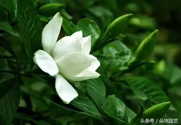 院子里的树有风水么,院子里长哪些树风水好一点