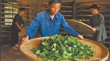 绿茶炒青和烘青工艺,炒青绿茶与烘青绿茶有什么不一样