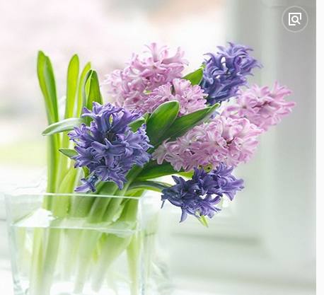 在水培风信子的花瓶里放一块这么，水就不会发臭啦！