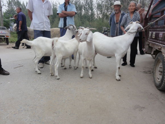 养羊人的忠告,养羊要注意什么新手必看