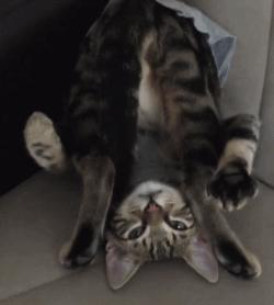 喵星人可是一个很神奇的物种,喵星人真的是一种神奇的物种