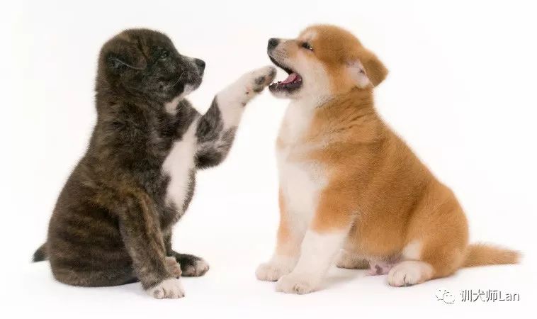 幼犬从出生到断奶管理和喂养,了解小狗的出生