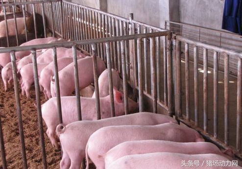 怀孕母猪产前几天不吃食怎么治疗,怀孕母猪不吃气喘反复怎么治