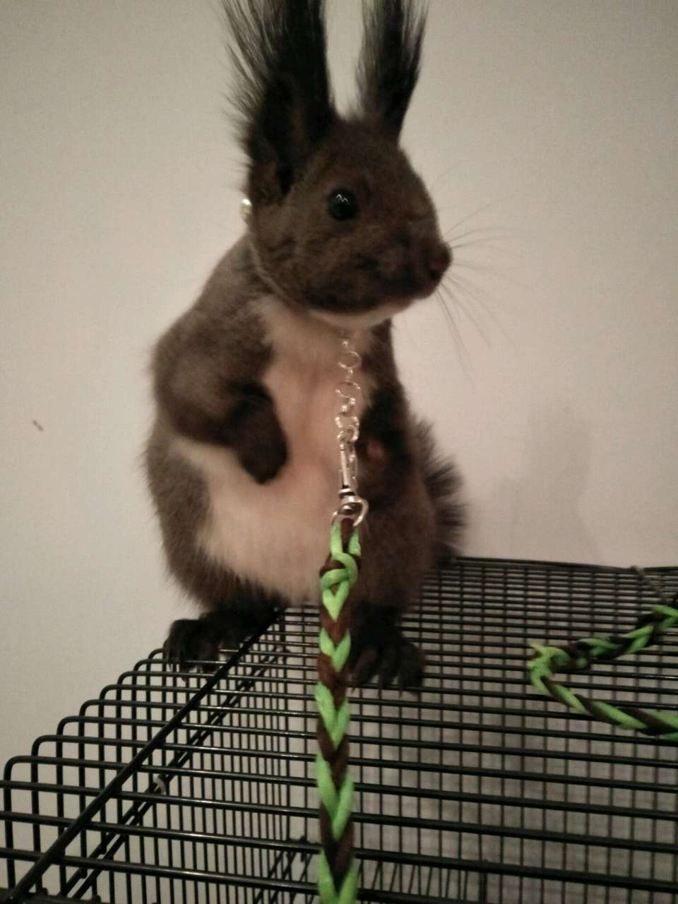 家里有个魔王,家里有只小魔王