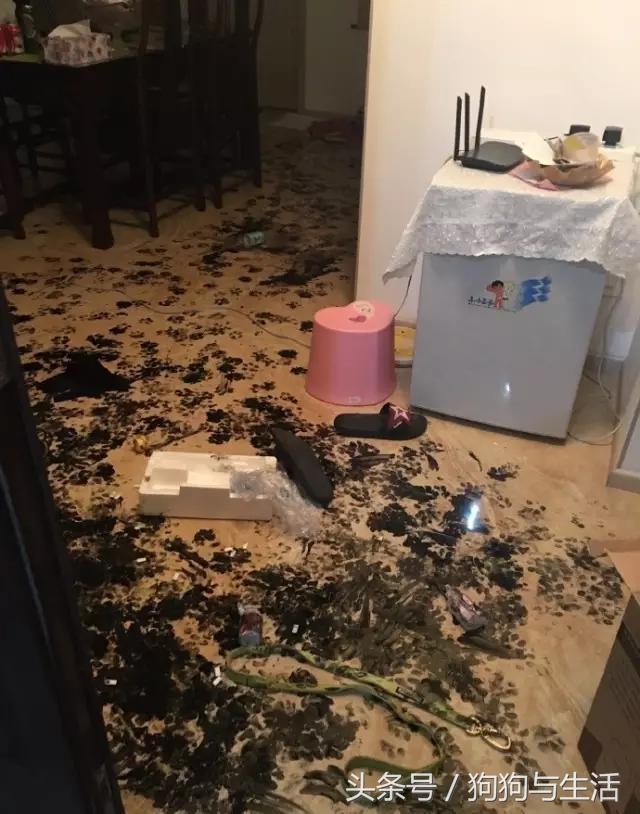 哈士奇西伯利亚雪橇犬,哈士奇真名叫做西伯利亚雪橇犬