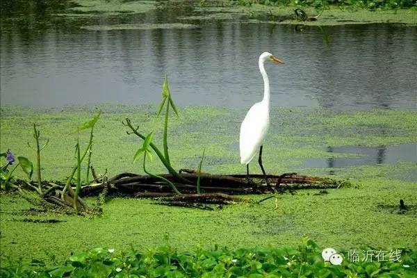 请不要听说临沂，请听临沂说......