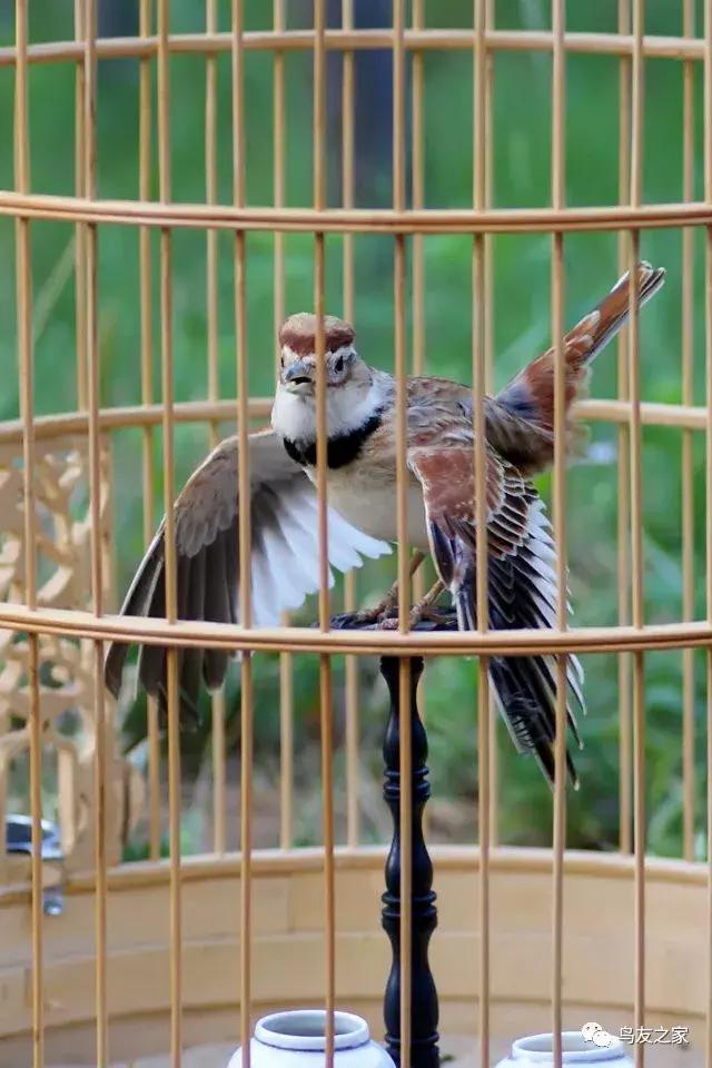 爆文小说原版,爆文原文