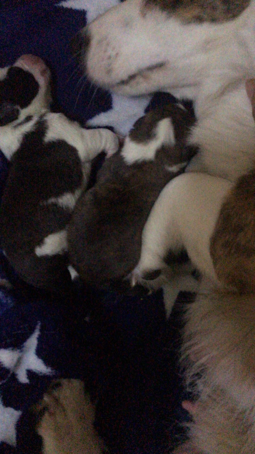 小奶狗最后一次吃奶,小奶狗不吸奶瓶怎么办