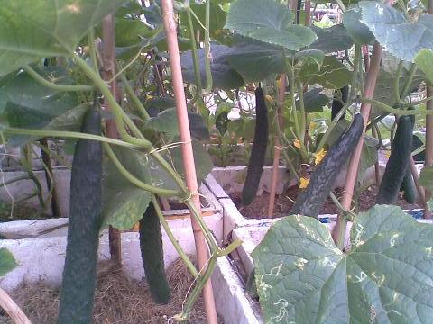 很多人不知道的黄瓜品种,黄瓜要想口感好选对品种很重要