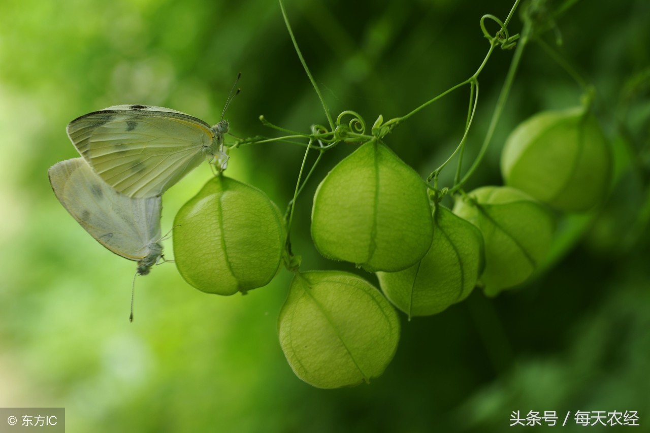 植物生长剂的正确使用方法,植物生长的抑制剂和促进剂