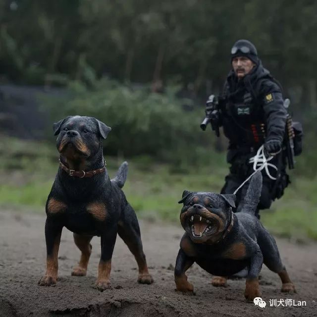 罗威纳工作犬都能做什么,工作型罗威纳犬