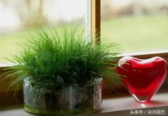 园艺插花容器,容器家庭园艺