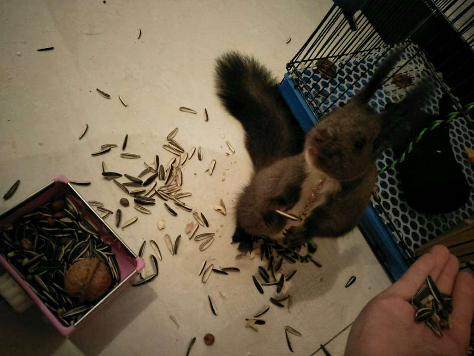 家里有个魔王,家里有只小魔王